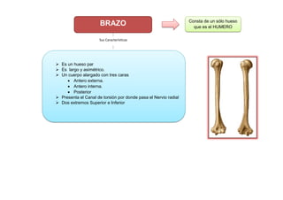 BRAZO Consta de un sólo hueso
que es el HUMERO
 Es un hueso par
 Es largo y asimétrico.
 Un cuerpo alargado con tres caras
 Antero externa.
 Antero interna.
 Posterior
 Presenta el Canal de torsión por donde pasa el Nervio radial
 Dos extremos Superior e Inferior
Sus Características
 