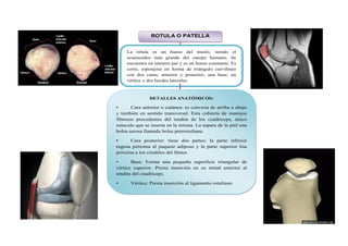 ROTULA O PATELLA
La rótula es un hueso del muslo, siendo el
sesamoideo más grande del cuerpo humano. Se
encuentra en número par y es un hueso constante. Es
corto, esponjoso en forma de triángulo curvilíneo
con dos caras, anterior y posterior, una base, un
vértice y dos bordes laterales.
DETALLES ANATÓMICOS:
• Cara anterior o cutánea: es convexa de arriba a abajo
y también en sentido transversal. Esta cubierta de manojos
fibrosos procedentes del tendón de los cuádriceps, único
músculo que se inserta en la misma. La separa de la piel una
bolsa serosa llamada bolsa prerrotuliana.
• Cara posterior: tiene dos partes: la parte inferior
rugosa próxima al paquete adiposo y la parte superior lisa
próxima a los cóndilos del fémur.
• Base: Forma una pequeña superficie triangular de
vértice superior. Presta inserción en su mitad anterior al
tendón del cúadriceps.
• Vértice: Presta inserción al ligamento rotuliano
 