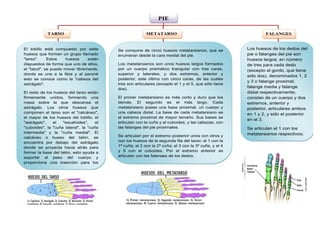 PIE
TARSO METATARSO FALANGES
El tobillo está compuesto por siete
huesos que forman un grupo llamado
"tarso". Estos huesos están
dispuestos de forma que uno de ellos,
el "talud", se puede mover libremente,
donde se une a la tibia y al peroné
esto se conoce como la "cabeza del
astrágalo".
El resto de los huesos del tarso están
firmemente unidos, formando una
masa sobre la que descansa el
astrágalo. Los otros huesos que
componen el tarso son el "calcáneo",
el mayor de los huesos del tobillo, el
"astrágalo", el "escafoides", el
"cuboides", la "cuña lateral", la "cuña
intermedia" y la "cuña medial". El
calcáneo o hueso del talón, se
encuentra por debajo del astrágalo
donde se proyecta hacia atrás para
formar la base del talón, esto ayuda a
soportar el peso del cuerpo y
proporciona una inserción para los
músculos que mueven los pies.
Se compone de cinco huesos metatarsianos, que se
enumeran desde la cara medial del pie.
Los metatarsianos son unos huesos largos formados
por un cuerpo prismático triangular con tres caras,
superior y laterales, y dos extremos, anterior y
posterior, este último con cinco caras, de las cuales
tres son articulares (excepto el 1 y el 5, que sólo tiene
dos).
El primer metatarsiano es más corto y duro que los
demás. El segundo es el más largo. Cada
metatarsiano posee una base proximal, un cuerpo y
una cabeza distal. La base de cada metatarsiano es
el extremo proximal de mayor tamaño. Sus bases se
articulan con la cuña y el cuboides, y las cabezas, con
las falanges del pie proximales.
Se articulan por el extremo posterior unos con otros y
con los huesos de la segunda fila del tarso: el 1 con la
1ª cuña; el 2 con la 2ª cuña; el 3 con la 3ª cuña, y el 4
y 5 con el cuboides. Por el extremo anterior se
articulan con las falanges de los dedos.
Los huesos de los dedos del
pie o falanges del pie son
huesos largos, en número
de tres para cada dedo
(excepto el gordo, que tiene
sólo dos), denominados 1, 2
y 3 o falange proximal,
falange media y falange
distal respectivamente;
constan de un cuerpo y dos
extremos, anterior y
posterior, articulares ambos
en 1 y 2, y sólo el posterior
en el 3.
Se articulan el 1 con los
metatarsianos respectivos;
el 2 con los 1 y 3 y estos,
con el 2.
 