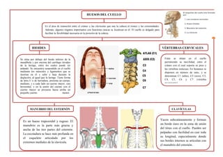 HUESOS DEL CUELLO
Es el área de transición entre el cráneo y las clavículas que une la cabeza al tronco y las extremidades.
Además, algunos órganos importantes con funciones únicas se localizan en él. El cuello es delgado para
facilitar la flexibilidad necesaria en la posición de la cabeza
HIOIDES
Se sitúa por debajo del borde inferior de la
mandíbula y por encima del cartílago tiroideo
de la laringe, entre los cuales puede ser
palpado. Se encuentra suspendido en el cuello
mediante los músculos y ligamentos que se
insertan en él y sube y baja durante la
deglución, al igual que la laringe. Tiene forma
de letra U o de herradura; presenta un cuerpo,
mediano, y a cada lado un cuerno mayor, casi
horizontal, y en la unión del cuerpo con el
cuerno mayor se proyecta hacia arriba un
pequeño cuerno menor.
VÉRTEBRAS CERVICALES
Estás se sitúan en el cuello
permitiendo su movilidad, entre el
cráneo con el cual soporta su peso y
las vértebras torácicas. En humanos se
disponen en número de siete, y se
denominan C1 (atlas), C2 (axis), C3,
C4, C5, C6 y C7 (vértebra
prominente).
MANUBRIO DEL ESTERNÓN
Es un hueso trapezoidal y rugoso. El
manubrio es la parte más gruesa y
ancha de las tres partes del esternón.
La escotadura se hace más profunda en
el esqueleto articulado por los
extremos mediales de la clavícula.
CLAVÍCULAS
Yacen subcutáneamente y forman
un borde óseo en la zona de unión
del tórax con el cuello. Pueden ser
palpadas con facilidad en casi toda
su longitud, especialmente donde
sus bordes internos se articulan con
el manubrio del esternón.
 