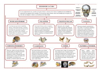 HUESOS DE LA CARA
Es un conglomerado óseo, situado en la parte inferior y anterior de la Cabeza. Contiene en sus cavidades la
mayoría de los aparatos de los sentidos. En la cara hay catorce huesos; doce son formados por seis pares; los
otros dos son impares o únicos y se localizan en la línea media.
MAXILAR SUPERIOR
Es un hueso par que forma la mandíbula
superior. Cada maxilar presenta. La apófisis
ascendente que forma parte del borde interno
de la órbita, la espina nasal; la apófisis
palatina, que forma en parte el paladar, y en
el borde inferior, los alvéolos, o cavidades
en las cuales se insertan los dientes.
PALATINOS CIGOTO O MALAR
Son un par de huesos cortos e irregulares.
Ocupan uno en el lado derecho y otro en el
izquierdo. Se localizan por detrás del
maxilar con quien se articula hacia
delante. Se articula con el palatino del lado
opuesto. Contribuye a la formación de las
fosas nasales.
Hueso par, corto e irregular
situado en la parte más externa de
la cara. Aplanado de fuera adentro.
También conocidos como malares
o Pómulos. Forma cuadrilátera.
Contribuyen a la formación de la
órbita ocular.
NASALES
Hueso par colocado a cada lado de la
línea media. Es una lámina cuadrilátera
con dos caras y cuatro bordes. Se
articulan por arriba con el frontal, por
debajo con el maxilar Superior. Con el
homónimo del lado opuesto en la línea
media y con el etmoides. Contribuyen
con la formación de las fosas nasales.
CORNETES INFERIORES
Hueso par, situado en la parte inferior de
las fosas nasales. Se encuentra en la parte
inferior de las fosas nasales, la cual
contribuyen a formar. Presentan dos caras
internas interna y externa, dos bordes, dos
extremidades. Se articulan con el
etmoides y el maxilar superior por arriba.
LAGRIMALES
Son un par de huesos, que se hayan
situados en la parte anterior de la cara
interna de la fosa orbitaria. También
contribuyen a formar las fosas nasales.
Constituye una pequeña lámina ósea.
Forma cuadrilátera irregular. Tiene dos
caras y cuatro bordes.
VOMER
Es un hueso único o impar. Se encuentra en la
línea media de la cara. Constituye la parte
posterior del tabique nasal. Presenta dos caras y
dos bordes. Se articula con el etmoides y el
esfenoides por arriba y los maxilares superiores
y los palatinos por debajo. Forma parte del
tabique nasal.
MANDIBULA INFERIOR
Hueso grande, único,
irregular, simétrico y central.
Se localiza en la parte inferior
de la cara. Tiene forma de
herradura. Único hueso de la
cara que se une a otros huesos
por una articulación móvil.
 