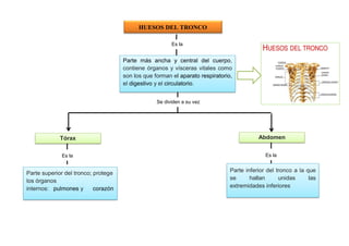 HUESOS DEL TRONCO
Parte más ancha y central del cuerpo,
contiene órganos y vísceras vitales como
son los que forman el aparato respiratorio,
el digestivo y el circulatorio.
Abdomen
Parte superior del tronco; protege
los órganos
internos: pulmones y corazón
Parte inferior del tronco a la que
se hallan unidas las
extremidades inferiores
Es la
Se dividen a su vez
en
Tórax
Es la Es la
 
