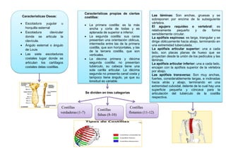 Características Oseas:
 Escotadura yugular u
horquilla esternal
 Escotadura clavicular
donde se articula la
clavícula.
 Ángulo esternal o ángulo
de Louis
 Las siete escotaduras
costales lugar donde se
articulan los cartílagos
costales delas costillas.
Características propias de ciertas
costillas:
 La primera costilla: es la más
ancha y corta de todas y es
aplanada de superior a inferior.
 La segunda costilla: sus caras
presentan una orientación oblicua,
intermedia entre las de la primera
costilla, que son horizontales, y las
de la tercera costilla, que son
verticales.
 La décima primera y décima
segunda costilla: no presentan
tubérculo, su cabeza tiene una
sola carilla articular. La décima
segunda no presenta canal costa y
tampoco tiene ángulo, ya que su
longitud es variable.
Costillas
verdaderas (1-7)
Costillas
falsas (8-10)
Costillas
flotantes (11-12)
Las láminas: Son anchas, gruesas y se
sobreponen por encima de la subsiguiente
vértebra.
El agujero raquídeo o vertebral: es
relativamente pequeño y de forma
sensiblemente circular.
La apófisis espinosa: es larga, triangular y se
dirige oblicuamente hacia abajo, terminando en
una extremidad tuberculada.
La apófisis articular superior: una a cada
lado, son placas planas de hueso que se
proyectan desde la unión de los pedículos y las
láminas.
La apófisis articular inferior: una a cada lado,
encajan con la apófisis superior de la vértebra
por abajo.
Las apófisis transversa: Son muy anchas,
fuertes, considerablemente largas, e inclinadas
hacia atrás y abajo, terminando en una
extremidad cuboidal, delante de la cual hay una
superficie pequeña y cóncava para la
articulación del tubérculo de la costilla
respectiva.
Se dividen en tres categorías
 