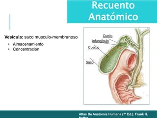 Vesícula: saco musculo-membranoso
• Almacenamiento
• Concentración
Atlas De Anatomía Humana (7ª Ed.). Frank H.
Recuento
Anatómico
 