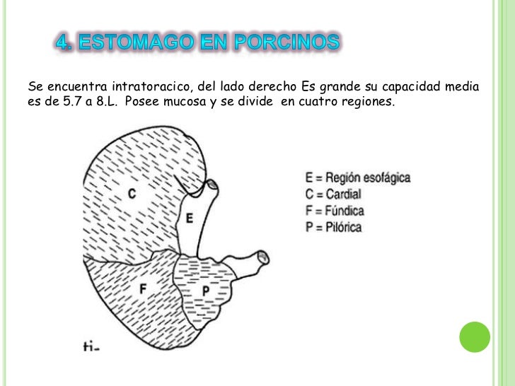 Anatomia sistema digestivo en cerdos