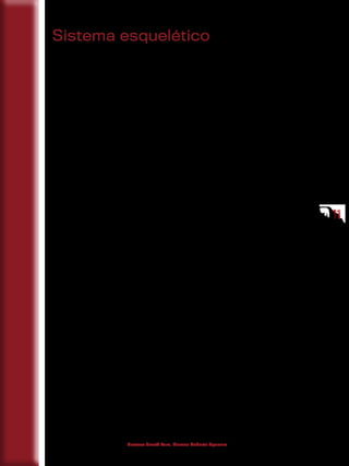 1111
Gustavo Graeff Kura, Marcos Roberto Spassim
Sistema esquelético
1 Generalidades
O sistema esquelético é constituído na sua maior parte de ossos, liga-
mentos e cartilagens. O osso, elemento principal desse sistema, é um tecido
vivo, dinâmico e complexo que está constantemente em processo de remo-
delação. Os ossos apresentam consistência rija, tamanho e forma variados
e, unindo-se uns aos outros por intermédio das articulações, formam um
arcabouço osteocartilagíneo denominado de “esqueleto”.
É clássico entre os anatomistas admitir que o esqueleto de um adulto
apresente 206 ossos; no entanto, esse número pode variar quando se leva
em consideração a idade e as características individuais de cada esqueleto.
Numa criança, por exemplo, os ossos do quadril e determinados ossos da
coluna vertebral irão sofrer um processo de fusão no decorrer da vida, pro-
vocando a diminuição no número total.
Os ossos que constituem o esqueleto humano são divididos em duas
grandes regiões: os ossos dispostos dentro de um eixo longitudinal que pas-
sa pelo centro do corpo pertencem ao esqueleto axial, que inclui todos os os-
sos do crânio, coluna vertebral, caixa torácica, osso hioide e ossículos da au-
dição, totalizando oitenta ossos; os 126 ossos restantes formam o esqueleto
apendicular, constituído pelos ossos dos membros superiores e inferiores,
bem como pelos ossos das suas respectivas cinturas escapular e pélvica, os
quais apresentam como principal característica o fato de estarem inseridos
no esqueleto axial.
O sistema esquelético como um todo é responsável por várias fun-
ções primordiais à manutenção e ao desenvolvimento dos diversos sistemas
orgânicos. Os ossos dão sustentação para os tecidos moles, protegem os
órgãos e tecidos contidos no interior da cavidade craniana e da caixa torá-
cica, fornecem assistência ao movimento, produzem as células sanguíneas
e servem como local de armazenamento e liberação de sais minerais e bem
como de triglicerídeos (gordura), estes últimos contidos na medula óssea
amarela.
 