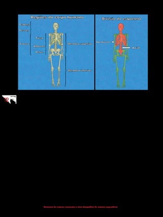1212
Anatomia do sistema locomotor e atlas fotográfico do sistema esquelético
2 Classificação dos ossos
Os anatomistas levam em consideração a forma e as características parti-
culares de cada osso para classificá-los. Assim, podem-se encontrar no esqueleto
várias classes ósseas:
	 Ossos longos: estão dispostos somente nos membros superiores e infe-
riores e apresentam como principal característica o comprimento maior do que a
largura e a espessura. São exemplos de ossos longos: úmero, rádio, ulna, meta-
carpais, fêmur, tíbia, fíbula, metatarsais e falanges.
Ossos curtos: são aqueles que se equivalem nas três dimensões – com-
primento, largura e espessura. Os carpais (punho) e os tarsais (tornozelo) são
considerados ossos curtos.
Ossos planos: dentro dessa classificação, incluem-se os ossos que apresen-
tam o comprimento e a largura maiores que a espessura. São delgados e apresen-
tam superfícies paralelas de substância compacta, que envolvem uma camada de
substância esponjosa, semelhantemente a um sanduíche. Esses ossos são encon-
trados na calvária (calota craniana) e na caixa torácica, onde fornecem proteção
ao encéfalo e aos órgãos torácicos. Por apresentarem uma ampla área de super-
fície, fornecem à musculatura adjacente uma vasta área de fixação. Exemplos:
parietais, esterno, costelas e escápula.
 