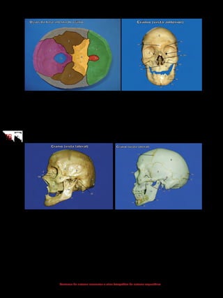 1818
Anatomia do sistema locomotor e atlas fotográfico do sistema esquelético
1 - Frontal
2 - Occipital
3 - Temporal
4 - Esfenoide
5 - Parietal
6 - Etmoide
1 - Frontal
4 - Esfenoide
6 - Etmoide
8 - Maxila
9 - Zigomático
10 - Nasal
11 - Mandíbula
12 - Concha nasal inferior
24 - Base da mandíbula
26 - Ramo da mandíbula
35 - Lâmina perpendicular do etmoide
36 - Incisura (forame) supraorbital
37 - Forame infraorbital
38 - Forame mentual
39 - Protuberância mentual
40 - Fissura orbital superior
41 - Espinha nasal anterior
42 - Glabela
1 - Frontal
2 - Occipital
3 - Temporal
4 - Esfenoide
5 - Parietal
8 - Maxila
9 - Zigomático
10 - Nasal
11 - Mandíbula
15 - Sutura lambdoide
17 - Sutura coronal
18 - Arco zigomático
19 - Processo condilar da mandíbula
20 - Processo coronoide da mandíbula
21 - Incisura da mandíbula
22 - Meato acústico externo
23 - Processo mastoide
24 - Ramo da mandíbula
25 - Ângulo da mandíbula
26 - Base da mandíbula
27 - Sulco lacrimal
1 - Frontal
2 - Occipital
3 - Temporal
4 - Esfenoide
5 - Parietal
8 - Maxila
9 - Zigomático
10 - Nasal
11 - Mandíbula
15 - Sutura lambdoide
17 - Sutura coronal
18 - Arco zigomático
19 - Processo condilar da mandíbula
20 - Processo coronoide da mandíbula
21 - Incisura da mandíbula
22 - Meato acústico externo
23 - Processo mastoide
24 - Ramo da mandíbula
25 - Ângulo da mandíbula
26 - Base da mandíbula
29 - Processo estiloide
30 - Osso sutural
 