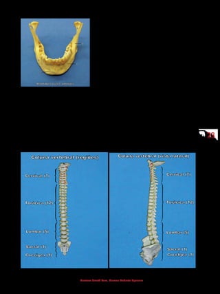 2323
Gustavo Graeff Kura, Marcos Roberto Spassim
1 - Cabeça da mandíbula
2 - Colo da mandíbula
3 - Processo coronoide
4 - Forame mentual
5 - Protuberância mentual
6 - Corpo da mandíbula
7 - Processo alveolar
8 - Ramo da mandíbula
4.2 Coluna vertebral
É uma haste óssea que apresenta um total de 26 ossos no adulto, formada
por vértebras, sacro e cóccix, esses formados pela fusão das vértebras sacrais
e coccígeas. Interposto entre cada vértebra, encontra-se um disco cartilaginoso
denominado de “disco intervertebral”.
A coluna vertebral é dividida topograficamente em cinco regiões, de supe-
rior para inferior: cervical, torácica, lombar, sacral e coccígea.
 