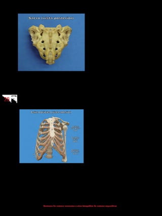 2828
Anatomia do sistema locomotor e atlas fotográfico do sistema esquelético
19 - Crista sacral mediana
20 - Forame sacral posterior
21 - Hiato sacral
23 - Canal sacral
24 - Processo articular superior
27 - Cóccix
4.3 Caixa torácica
O esqueleto ósseo do tórax, ou caixa torácica, é constituído pelas vértebras
torácicas, pelas costelas e pelo osso esterno. Essa estrutura óssea fornece prote-
ção às vísceras torácicas e serve de ponto de fixação para o membro superior e
para os músculos envolvidos com a coluna vertebral e com a respiração.
1 - Manúbrio do esterno
2 - Corpo do esterno
3 - Processo xifoide
4 - Ângulo do esterno
5 - Clavícula
6 - Úmero
7- Cartilagem costal
4.3.1 Costelas
Existem doze pares de costelas que se estendem das vértebras torácicas até
a parede anterior do tórax. A localização das costelas na parede anterior do tórax
é o parâmetro utilizado para classificá-las costelas em três grupos:
 