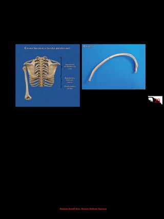 2929
Gustavo Graeff Kura, Marcos Roberto Spassim
-	 costelas verdadeiras (I-VII): fixam-se diretamente no osso esterno
através das suas respectivas cartilagens costais;
-	 costelas falsas (VIII-X): fixam-se no osso esterno através da cartila-
gem costal da VII costela;
-	 costelas flutuantes (XI-XII): não alcançam o osso esterno.
	
1- Cabeça
2 - Colo
3 - Tubérculo
4 - Sulco costal
5 - Corpo
6 - Local da articulação com a cartilagem costal
4.3.2 Esterno
É um osso de formato plano (chato), localizado na parede anterior do tórax,
sobre o plano mediano, dividido em três porções:
-	manúbrio: porção superior;
-	corpo: porção média;
-	processo xifoide: porção inferior.
 