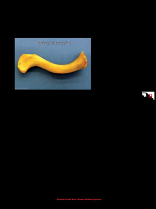 3131
Gustavo Graeff Kura, Marcos Roberto Spassim
5.1.1 Clavícula
É o único osso do membro superior que permite a fixação óssea do membro
superior no tórax. Medialmente, articula-se com o esterno através da extremi-
dade esternal e, lateralmente, com a escápula através da extremidade acromial.
1 - Extremidade acromial
2 - Extremidade esternal
 