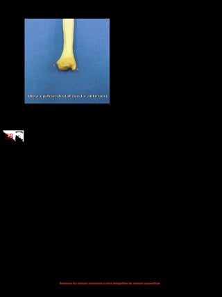 3838
Anatomia do sistema locomotor e atlas fotográfico do sistema esquelético
5 - Cabeça da ulna
6 - Processo estiloide
5.1.5 Ossos da mão
Os ossos localizados na mão estão subdivididos em três regiões: carpo (os-
sos do punho), metacarpo (ossos do dorso e palma da mão) e falanges (ossos dos
dedos).
- Carpo
A região do carpo é constituída de oito ossos, dispostos em duas fileiras:
proximal e distal.
Na fileira proximal, quatro ossos estão dispostos de lateral para medial:
- escafoide
- semilunar
- piramidal
- pisiforme
Na fileira distal, quatro ossos estão dispostos de lateral para medial:
- trapézio
- trapezoide
- capitato
- hamato
- Metacarpo
Os cinco ossos metacarpais são numerados em algarismos romanos de I
a V. O osso metacarpal I articula-se com a falange proximal do primeiro dedo
(polegar); o osso metacarpal II, com a falange proximal do segundo dedo; e assim
sucessivamente.
 