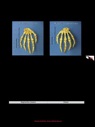 3939
Gustavo Graeff Kura, Marcos Roberto Spassim
- Falanges
São os ossos dos dedos. Cada mão possui quatorze falanges, e, normalmen-
te, cada dedo apresenta três (proximal, média e distal), com exceção do polegar,
que apresenta somente duas (proximal e distal).
Carpo Metacarpo Falanges Carpo Metacarpo Falanges
1 - Escafoide I - 1º metacarpo 9 - Base 1 - Escafoide I - 1º metacarpo 9 - Base
2 - Semilunar II - 2º metacarpo 10 - Corpo 2 - Semilunar II - 2º metacarpo 10 - Corpo
3 - Piramidal III - 3º metacarpo 11 - Cabeça 5 - Trapézio III - 3º metacarpo 11 - Cabeça
4 - Pisiforme IV - 4º metacarpo 6 - Trapezoide IV - 4º metacarpo
5 - Trapézio V - 5º metacarpo 7 - Capitato V - 5º metacarpo
6 - Trapezoide 8 - Hamato
7 - Capitato
8 - Hamato
5.2 Membro inferior
Os ossos do membro inferior sustentam o peso das regiões superiores do
corpo e estão diretamente envolvidos na locomoção. A fixação do membro inferior
no esqueleto axial ocorre através da cintura pélvica, formada pelos dois ossos do
quadril, que anteriormente se articulam entre si e posteriormente, com o sacro.
A junção dos dois ossos do quadril com o sacro forma a pelve óssea.
A exemplo do que ocorre no membro superior, os ossos do membro inferior
estão dispostos em quatro segmentos.
Segmentos ósseos Ossos
1º segmento: cintura pélvica ou
cíngulo do membro inferior
Ossos do quadril
2º segmento: coxa Fêmur
3º segmento: perna Tíbia e fíbula
4º segmento: pé Ossos tarsais, metatarsais e falanges
Quadro: Segmentos ósseos do membro inferior
 
