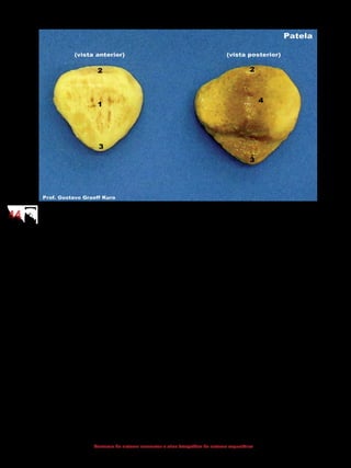 4444
Anatomia do sistema locomotor e atlas fotográfico do sistema esquelético
(Vista anterior) (Vista posterior)
1- Face anterior
2 - Base
3 - Ápice
2 - Base
3 - Ápice
4 - Face posterior (face articular)
5.2.4 Tíbia
Posicionada medialmente na perna, articula-se proximalmente com os côn-
dilos do fêmur, lateralmente com a cabeça da fíbula e distalmente com o tálus na
articulação do tornozelo.
 