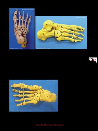 4747
Gustavo Graeff Kura, Marcos Roberto Spassim
1 - Tálus
2 - Calcâneo
3 - Navicular
4 - Cuboide
5 - Cuneiforme lateral
6 - Cuneiforme intermédio
7 - Cuneiforme medial
8 - Metatarso
9 - Falange proximal
10 - Falange distal do I
metatarso
11 - Falange distal do II
metatarso
1 - Tálus
2 - Calcâneo
3 - Navicular
4 - Cuboide
5 - Cuneiforme lateral
6 - Cuneiforme intermédio
7 - Cuneiforme medial
8 - Metatarso
9 - Falange proximal
10 - Falange medial
11 - Falange distal
1 - Tálus
2 - Calcâneo
3 - Navicular
4 - Cuboide
5 - Cuneiforme lateral
6 - Cuneiforme intermédio
7 - Cuneiforme medial
8 - Metatarso
9 - Falange proximal
10 - Falange média
11 - Falange distal
 