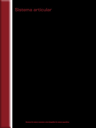 4848
Anatomia do sistema locomotor e atlas fotográfico do sistema esquelético
Sistema articular
1 Generalidades
No ítem anterior, estudamos todos os ossos que formam o esqueleto
de um ser humano. Com exceção osso hioide, os demais ossos do corpo es-
tão unidos aos ossos adjacentes por meio de estruturas anatômicas, deno-
minadas de “articulações” ou “junturas”. As articulações são as estruturas
responsáveis pela união entre dois ou mais ossos do corpo, ou entre um osso
e os dentes. As diversas articulações existentes no corpo possibilitam a cone-
xão entre os ossos, formando o esqueleto, além de permitirem a mobilidade
dos diferentes segmentos corporais. Porém, como nem todas as articulações
assemelham-se estrutural e funcionalmente, a mobilidade entre as estru-
turas anatômicas pode variar de acordo com o tipo de articulação existente.
2 Classificação das articulações
A classificação das articulações ocorre de duas maneiras: quando ana-
lisamos as estruturas anatômicas que participam da articulação e/ou quan-
do analisamos o tipo de movimento realizado.
2.1 Classificação estrutural
A classificação estrutural leva em consideração a presença de líquido
sinovial como elemento indispensável e o tipo de tecido que conecta os ossos.
Desse modo, distinguem-se três classificações: fibrosas, cartilaginosas e si-
noviais.
Articulações fibrosas: os segmentos articuláveis (ossos ou dentes)
são unidos por tecido conjuntivo fibroso.
Articulações cartilaginosas: os ossos são unidos por cartilagem.
Articulações sinoviais: são as articulações predominantes no corpo
e apresentam uma grande amplitude de movimento. São caracterizadas pela
presença indispensável de um líquido viscoso, chamado de “líquido sinovial”.
 
