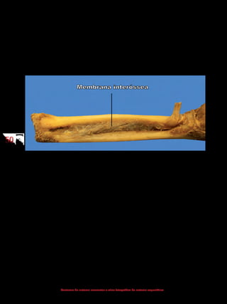 5050
Anatomia do sistema locomotor e atlas fotográfico do sistema esquelético
3.2 Sindesmose
Nessa articulação fibrosa, o tecido conjuntivo interposto aos segmentos ós-
seos está presente em grande quantidade e pode estar disposto como ligamento
ou membrana. Por serem semimóveis, as sindesmoses são classificadas funcio-
nalmente como anfiartrose. O ligamento tibiofibular anterior e a membrana in-
teróssea existente entre o rádio e a ulna e entre a tíbia e a fíbula são exemplos
de sindesmose.
3.3 Gonfose
Gonfose origina-se da palavra “gomphos”, que significa prego ou pino; no
entanto, em uma articulação fibrosa do tipo gonfose, um pino encaixa-se em uma
concavidade. O único exemplo de gonfose são as articulações entre a raiz dos den-
tes e os alvéolos dentais da maxila e da mandíbula. Funcionalmente, as gonfoses
são imóveis; portanto, classificadas como sinartroses.
4 Articulações cartilaginosas
Anteriormente, foi descrito que numa articulação cartilaginosa a união en-
tre os ossos ocorre por meio de cartilagem, que pode ser do tipo hialina ou por fi-
brocartilagem. Pelo fato de pequenos movimentos serem realizados em resposta
a torções e compressões, e por terem a capacidade de ossificar com o passar do
tempo, tornando-se rígidas, essas articulações podem ser semimóveis ou imóveis.
Os dois gêneros de articulações cartilaginosas presentes no corpo são sincondro-
se e sínfise.
 