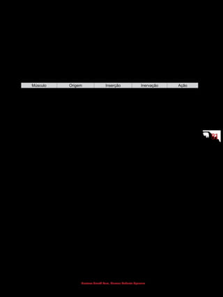 8181
Gustavo Graeff Kura, Marcos Roberto Spassim
15 Origem, inserção, ação e inervação
Os quadros a seguir retratam os músculos de diversas regiões do corpo,
demonstrando a origem, inserção, ação e inervação de cada músculo. O estudo
dos músculos descritos na sequência deve ser realizado com o auxílio de um atlas
de anatomia.
MÚSCULOS DA CABEÇA
(Músculos da mímica)
Músculo Origem Inserção Inervação Ação
Músculo
occipitofrontal
Ventre occipital:
osso occipital
Ventre frontal:
na pele localizada
anteriormente ao
osso frontal
Ventre occipital:
aponeurose
epicraniana
Ventre frontal:
aponeurose
epicraniana
Nervo facial Ventre occipital:
movimenta o
couro cabeludo
Ventre occipital:
enruga a fronte
e eleva o
supercílio
Músculo orbicular
do olho
Margem medial da
órbita
Pele ao redor das
pálpebras
Nervo facial Fecha os olhos
Músculo nasal Maxilar Dorso e na asa do
nariz
Nervo facial Comprime e
dilata
a asa do nariz
Músculo orbicular
da boca
Músculos
adjacentes
Pele e mucosa dos
lábios
Nervo facial Fecha e enruga
os lábios
Projeta os
lábios para
frente
Músculo bucinador Processo alveolar
da
maxila e mandíbula
Músculo orbicular
da boca
Nervo facial Comprime a
bochecha
 