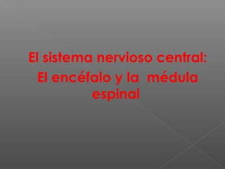 El sistema nervioso central:
El encéfalo y la médula
espinal
 