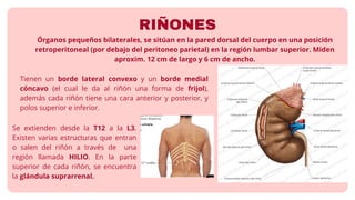 Anatomia y morfofisiologia del sistema renal pdf | PDF