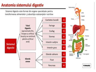 Anatomia sistemului digestiv - introducere.pptx