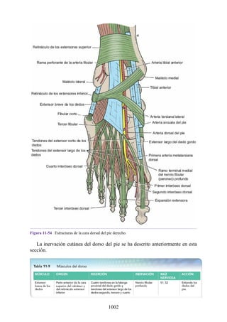 ANATOMIA SNELL 10MA EDICION ESPAÑOL.pdf