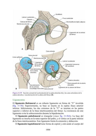 ANATOMIA SNELL 10MA EDICION ESPAÑOL.pdf