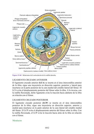 ANATOMIA SNELL 10MA EDICION ESPAÑOL.pdf