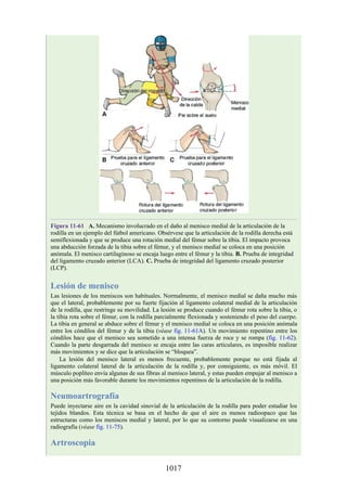 ANATOMIA SNELL 10MA EDICION ESPAÑOL.pdf