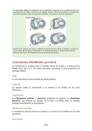 ANATOMIA SNELL 10MA EDICION ESPAÑOL.pdf