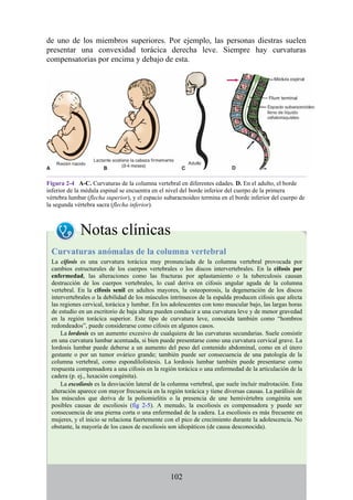 de uno de los miembros superiores. Por ejemplo, las personas diestras suelen
presentar una convexidad torácica derecha leve. Siempre hay curvaturas
compensatorias por encima y debajo de esta.
Figura 2-4 A-C. Curvaturas de la columna vertebral en diferentes edades. D. En el adulto, el borde
inferior de la médula espinal se encuentra en el nivel del borde inferior del cuerpo de la primera
vértebra lumbar (flecha superior), y el espacio subaracnoideo termina en el borde inferior del cuerpo de
la segunda vértebra sacra (flecha inferior).
Notas clínicas
Curvaturas anómalas de la columna vertebral
La cifosis es una curvatura torácica muy pronunciada de la columna vertebral provocada por
cambios estructurales de los cuerpos vertebrales o los discos intervertebrales. En la cifosis por
enfermedad, las alteraciones como las fracturas por aplastamiento o la tuberculosis causan
destrucción de los cuerpos vertebrales, lo cual deriva en cifosis angular aguda de la columna
vertebral. En la cifosis senil en adultos mayores, la osteoporosis, la degeneración de los discos
intervertebrales o la debilidad de los músculos intrínsecos de la espalda producen cifosis que afecta
las regiones cervical, torácica y lumbar. En los adolescentes con tono muscular bajo, las largas horas
de estudio en un escritorio de baja altura pueden conducir a una curvatura leve y de menor gravedad
en la región torácica superior. Este tipo de curvatura leve, conocida también como “hombros
redondeados”, puede considerarse como cifosis en algunos casos.
La lordosis es un aumento excesivo de cualquiera de las curvaturas secundarias. Suele consistir
en una curvatura lumbar acentuada, si bien puede presentarse como una curvatura cervical grave. La
lordosis lumbar puede deberse a un aumento del peso del contenido abdominal, como en el útero
gestante o por un tumor ovárico grande; también puede ser consecuencia de una patología de la
columna vertebral, como espondilolistesis. La lordosis lumbar también puede presentarse como
respuesta compensadora a una cifosis en la región torácica o una enfermedad de la articulación de la
cadera (p. ej., luxación congénita).
La escoliosis es la desviación lateral de la columna vertebral, que suele incluir malrotación. Esta
alteración aparece con mayor frecuencia en la región torácica y tiene diversas causas. La parálisis de
los músculos que deriva de la poliomielitis o la presencia de une hemivértebra congénita son
posibles causas de escoliosis (fig 2-5). A menudo, la escoliosis es compensadora y puede ser
consecuencia de una pierna corta o una enfermedad de la cadera. La escoliosis es más frecuente en
mujeres, y el inicio se relaciona fuertemente con el pico de crecimiento durante la adolescencia. No
obstante, la mayoría de los casos de escoliosis son idiopáticos (de causa desconocida).
102
 