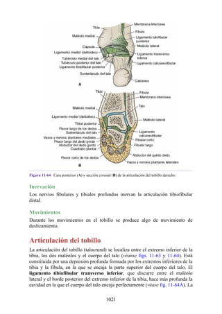 ANATOMIA SNELL 10MA EDICION ESPAÑOL.pdf