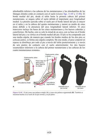 ANATOMIA SNELL 10MA EDICION ESPAÑOL.pdf