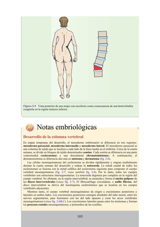 Figura 2-5 Vista posterior de una mujer con escoliosis como consecuencia de una hemivértebra
congénita en la región torácica inferior.
Notas embriológicas
Desarrollo de la columna vertebral
En etapas tempranas del desarrollo, el mesodermo embrionario se diferencia en tres regiones:
mesodermo paraaxial, mesodermo intermedio y mesodermo lateral. El mesodermo paraaxial es
una columna de tejido que se localiza a cada lado de la línea media en el embrión. Cerca de la cuarta
semana, se divide en bloques de tejido denominados somitas. Cada somita se diferencia en una parte
ventromedial (esclerotoma) y una dorsolateral (dermatomiotoma). A continuación, el
dermatomiotoma se diferencia aún más en miotoma y dermatoma (fig. 2-6).
Las células mesenquimatosas del esclerotoma se dividen rápidamente y migran medialmente
durante la cuarta semana del desarrollo y rodean la notocorda. La mitad caudal de todos los
esclerotomas se fusiona con la mitad cefálica del esclerotoma siguiente para componer el cuerpo
vertebral mesenquimatoso (fig. 2-7; véase también fig. 2-6). Por lo tanto, todos los cuerpos
vertebrales son estructuras intersegmentarias. La notocorda degenera por completo en la región del
cuerpo vertebral. No obstante, en la región intervertebral, se ensancha y forma el núcleo pulposo de
los discos intervertebrales (véase fig. 2-7). El fibrocartílago circundante, o anillo fibroso, del
disco intervertebral se deriva del mesénquima esclerotómico que se localiza en los cuerpos
vertebrales adyacentes.
Mientras tanto, el cuerpo vertebral mesenquimatoso da origen a crecimientos posteriores y
laterales en ambos lados. Los crecimientos posteriores emergen alrededor del tubo neural, entre los
nervios segmentarios, para fusionarse con los del lado opuesto y crear los arcos vertebrales
mesenquimatosos (véase fig. 2-6B,C). Los crecimientos laterales pasan entre los miotomas y forman
los procesos costales mesenquimatosos, o primordios de las costillas.
103
 