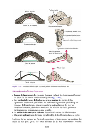 ANATOMIA SNELL 10MA EDICION ESPAÑOL.pdf