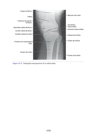 ANATOMIA SNELL 10MA EDICION ESPAÑOL.pdf