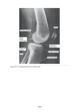 ANATOMIA SNELL 10MA EDICION ESPAÑOL.pdf