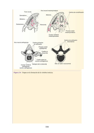 Figura 2-6 Etapas en la formación de la vértebra torácica.
104
 