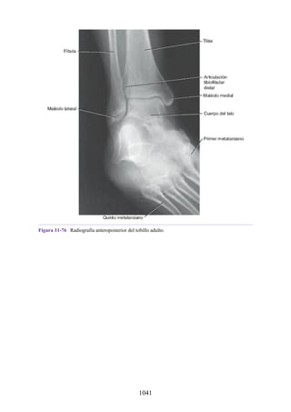 ANATOMIA SNELL 10MA EDICION ESPAÑOL.pdf