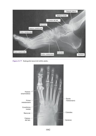 ANATOMIA SNELL 10MA EDICION ESPAÑOL.pdf