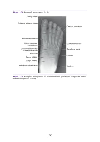 ANATOMIA SNELL 10MA EDICION ESPAÑOL.pdf