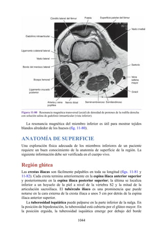 ANATOMIA SNELL 10MA EDICION ESPAÑOL.pdf