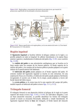 ANATOMIA SNELL 10MA EDICION ESPAÑOL.pdf