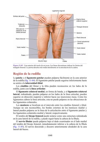 ANATOMIA SNELL 10MA EDICION ESPAÑOL.pdf