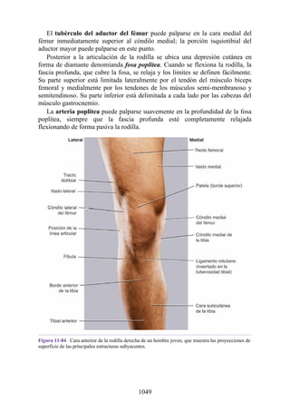 ANATOMIA SNELL 10MA EDICION ESPAÑOL.pdf