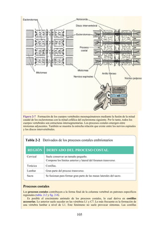 Figura 2-7 Formación de los cuerpos vertebrales mesenquimatosos mediante la fusión de la mitad
caudal de los esclerotomas con la mitad cefálica del esclerotoma siguiente. Por lo tanto, todos los
cuerpos vertebrales son estructuras intersegmentarias. Los procesos costales emergen entre
miotomas adyacentes. También se muestra la estrecha relación que existe entre los nervios espinales
y los discos intervertebrales.
Tabla 2-2 Derivados de los procesos costales embrionarios
REGIÓN DERIVADO DEL PROCESO COSTAL
Cervical Suele conservar un tamaño pequeño.
Compone los límites anterior y lateral del foramen transverso.
Torácica Costillas.
Lumbar Gran parte del proceso transverso.
Sacra Se fusionan para formar gran parte de las masas laterales del sacro.
Procesos costales
Los procesos costales contribuyen a la forma final de la columna vertebral en patrones específicos
regionales (tabla. 2-2 y fig. 2-8).
Es posible el crecimiento anómalo de los procesos costales, lo cual deriva en costillas
accesorias. Lo anterior suele suceder en las vértebras L1 y C7. Lo más frecuente es la formación de
una vértebra lumbar a nivel de L1. Este fenómeno no suele provocar síntomas. Las costillas
105
 