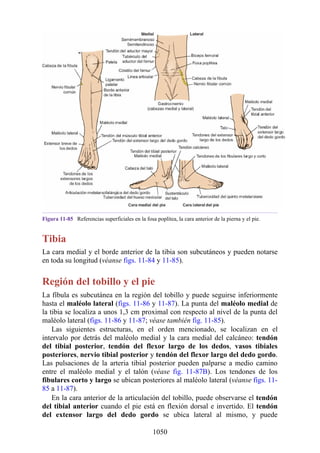 ANATOMIA SNELL 10MA EDICION ESPAÑOL.pdf
