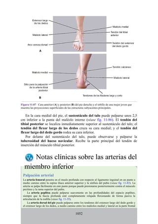 ANATOMIA SNELL 10MA EDICION ESPAÑOL.pdf