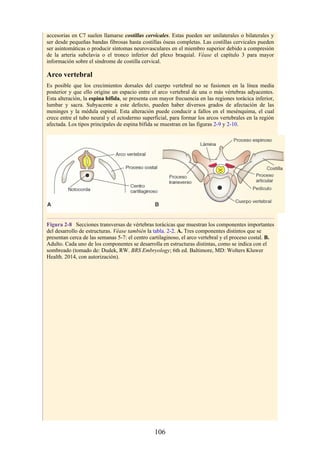 accesorias en C7 suelen llamarse costillas cervicales. Estas pueden ser unilaterales o bilaterales y
ser desde pequeñas bandas fibrosas hasta costillas óseas completas. Las costillas cervicales pueden
ser asintomáticas o producir síntomas neurovasculares en el miembro superior debido a compresión
de la arteria subclavia o el tronco inferior del plexo braquial. Véase el capítulo 3 para mayor
información sobre el síndrome de costilla cervical.
Arco vertebral
Es posible que los crecimientos dorsales del cuerpo vertebral no se fusionen en la línea media
posterior y que ello origine un espacio entre el arco vertebral de una o más vértebras adyacentes.
Esta alteración, la espina bífida, se presenta con mayor frecuencia en las regiones torácica inferior,
lumbar y sacra. Subyacente a este defecto, pueden haber diversos grados de afectación de las
meninges y la médula espinal. Esta alteración puede conducir a fallos en el mesénquima, el cual
crece entre el tubo neural y el ectodermo superficial, para formar los arcos vertebrales en la región
afectada. Los tipos principales de espina bífida se muestran en las figuras 2-9 y 2-10.
Figura 2-8 Secciones transversas de vértebras torácicas que muestran los componentes importantes
del desarrollo de estructuras. Véase también la tabla. 2-2. A. Tres componentes distintos que se
presentan cerca de las semanas 5-7: el centro cartilaginoso, el arco vertebral y el proceso costal. B.
Adulto. Cada uno de los componentes se desarrolla en estructuras distintas, como se indica con el
sombreado (tomado de: Dudek, RW. BRS Embryology; 6th ed. Baltimore, MD: Wolters Kluwer
Health. 2014, con autorización).
106
 